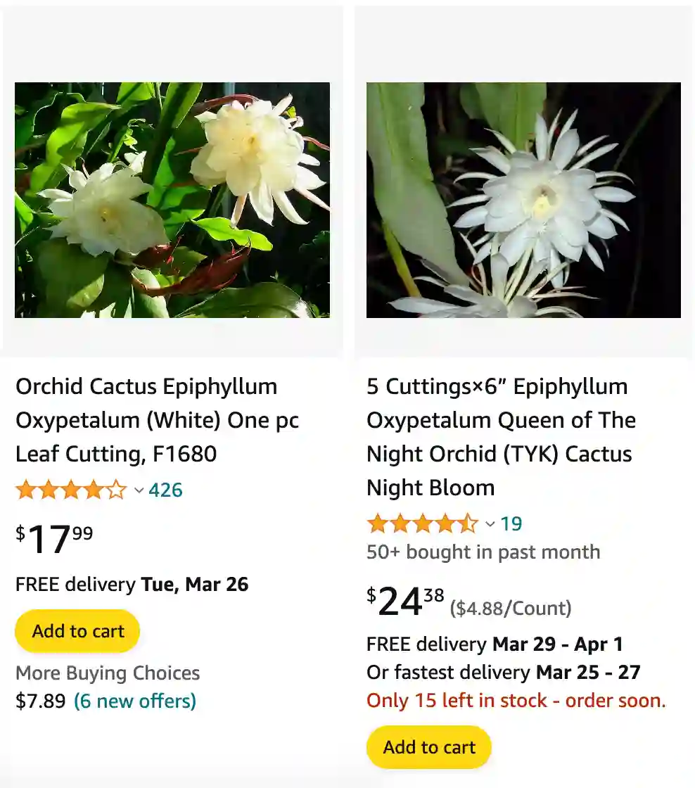 Epiphyllum | Monsteraholic