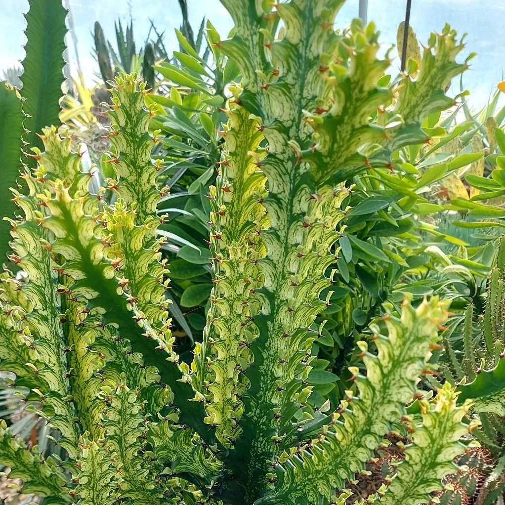 Euphorbia Trigona