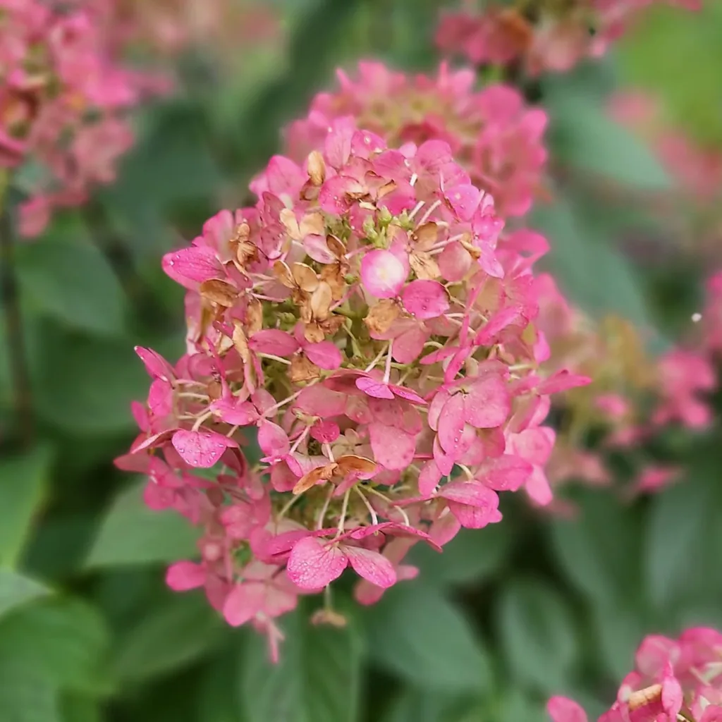 Firelight Hydrangea