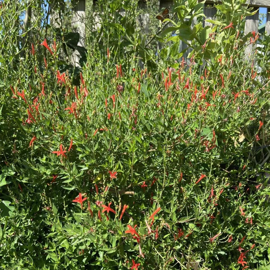 Flame Acanthus