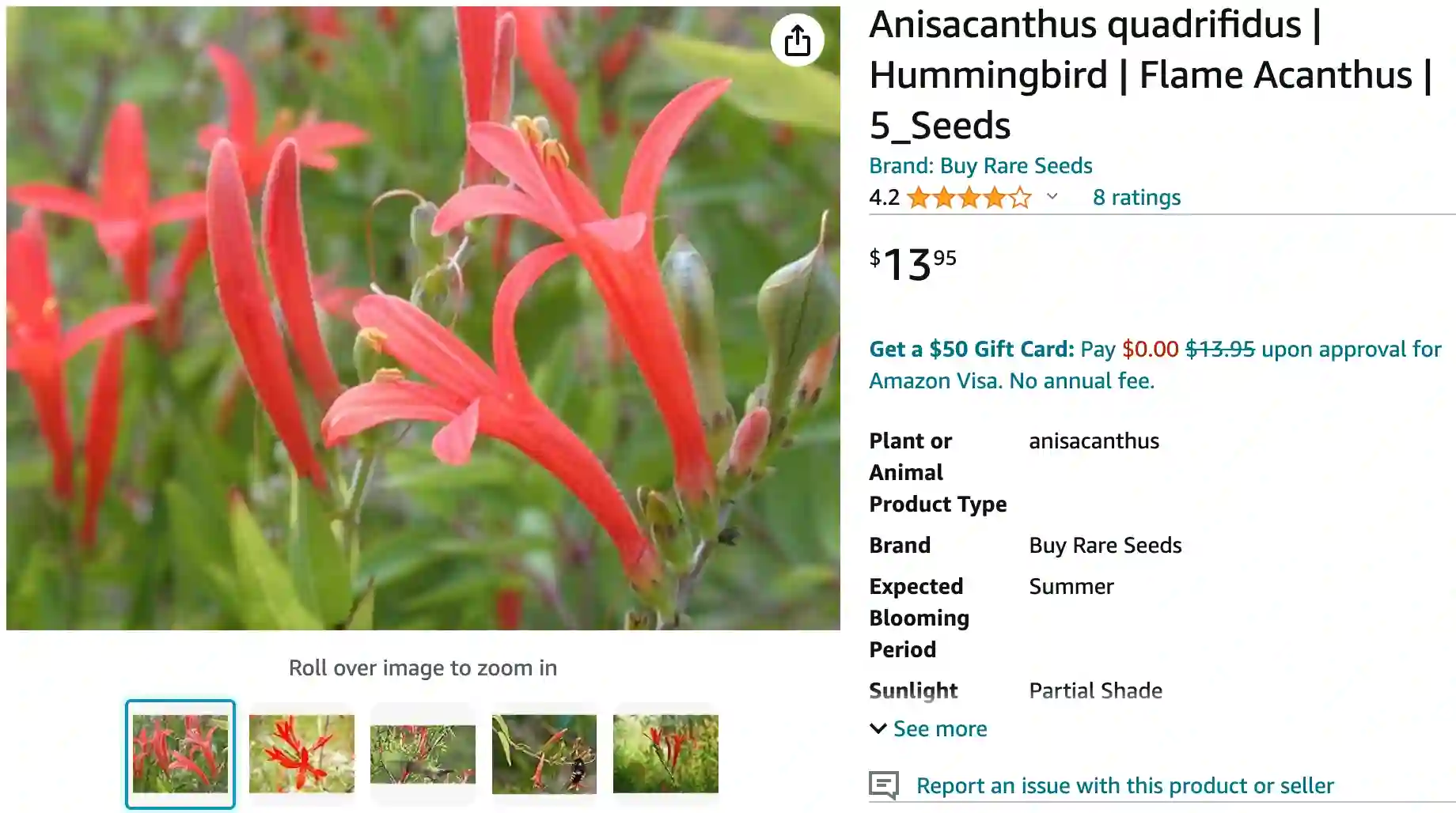 Flame Acanthus | Monsteraholic