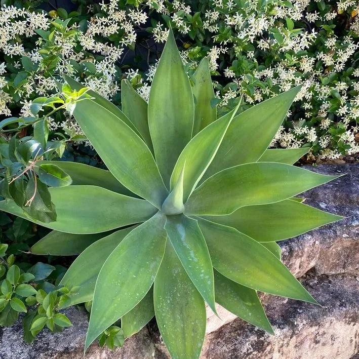 Foxtail Agave