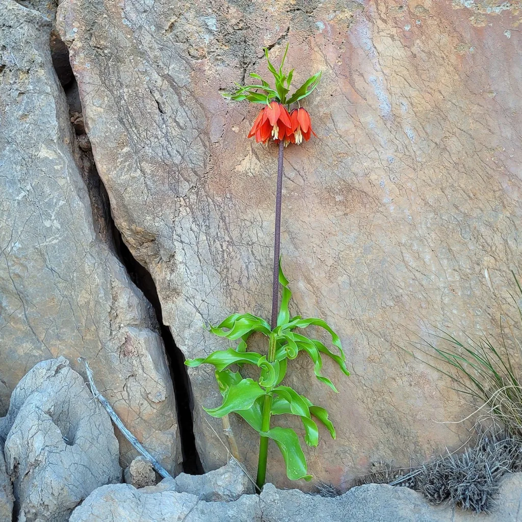 Fritillaria