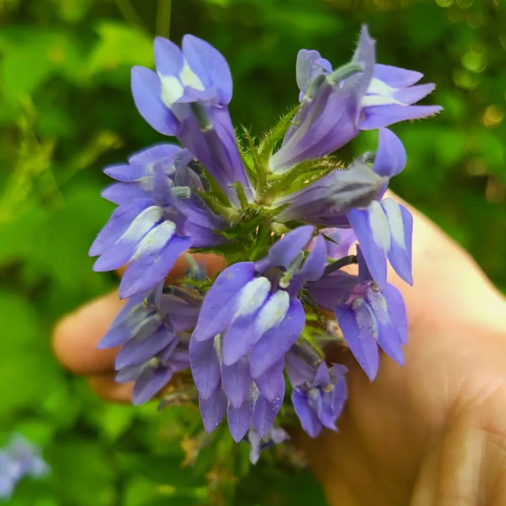 Great Blue Lobelia