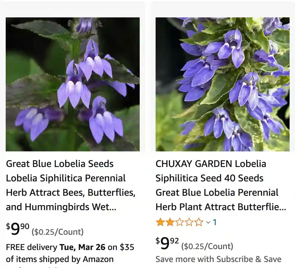 Great Blue Lobelia | Monsteraholic