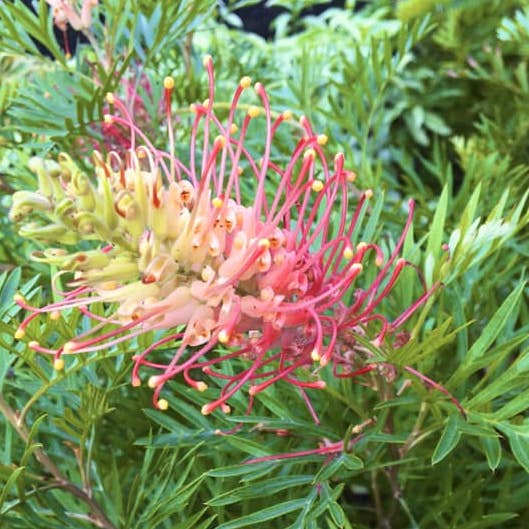 Grevillea