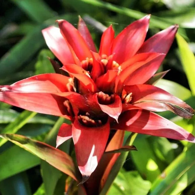 Guzmania Lingulata