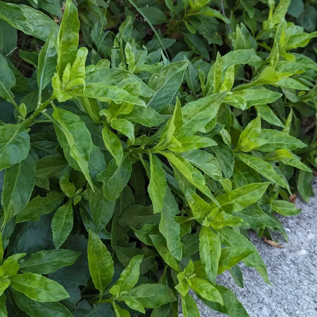 Gynura Procumbens