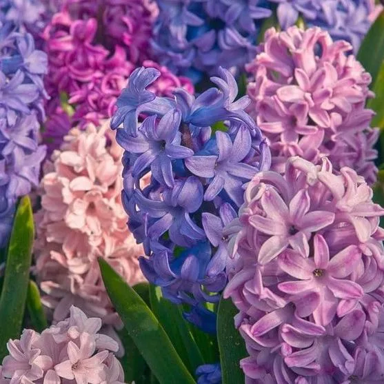 Hyacinthus Orientalis