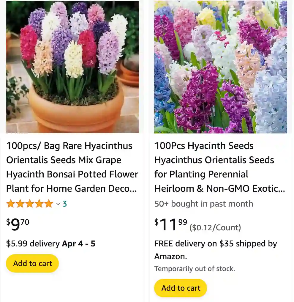 Hyacinthus Orientalis | Monsteraholic