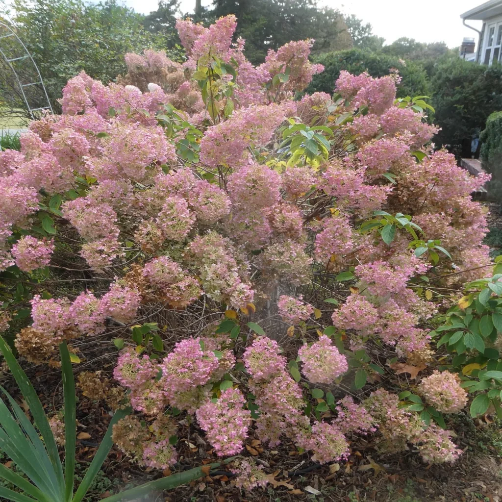 Hydrangea Bobo