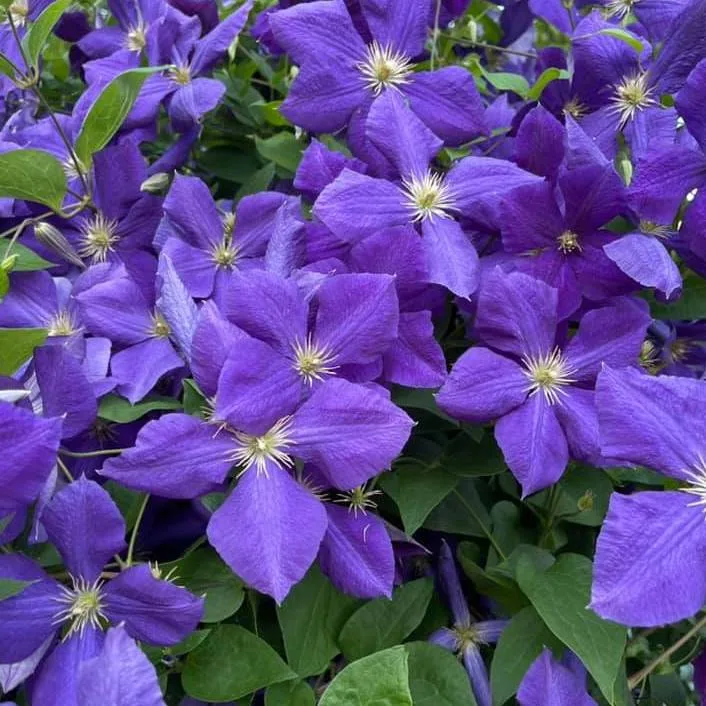 Jackmanii Clematis