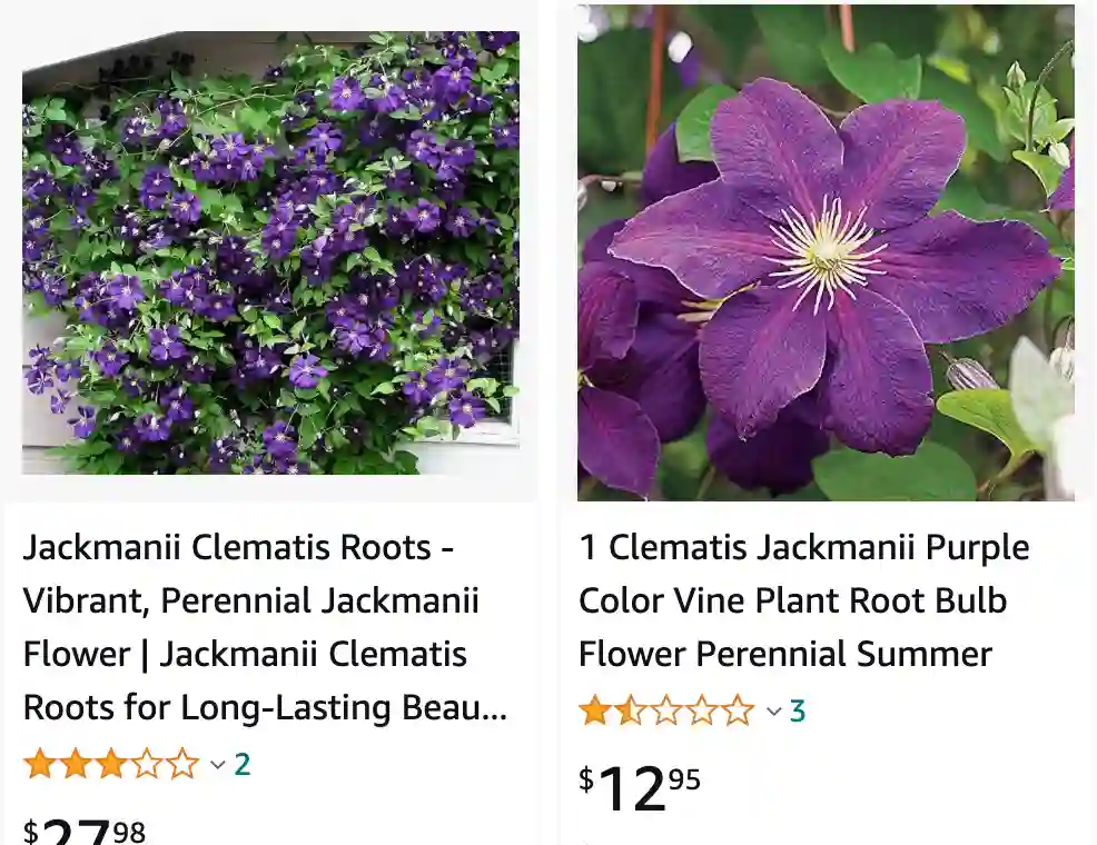 Jackmanii Clematis | Monsteraholic