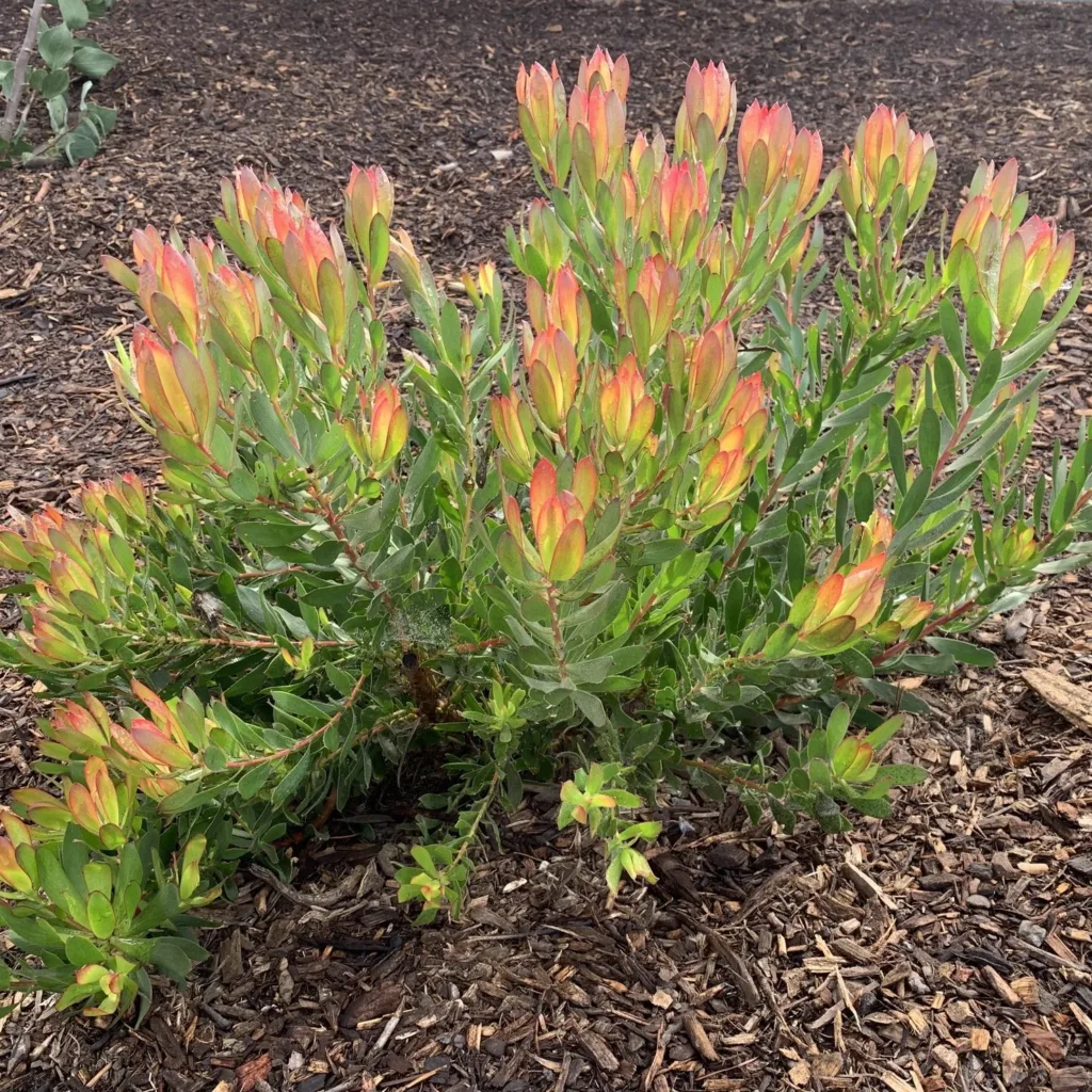 Leucadendron