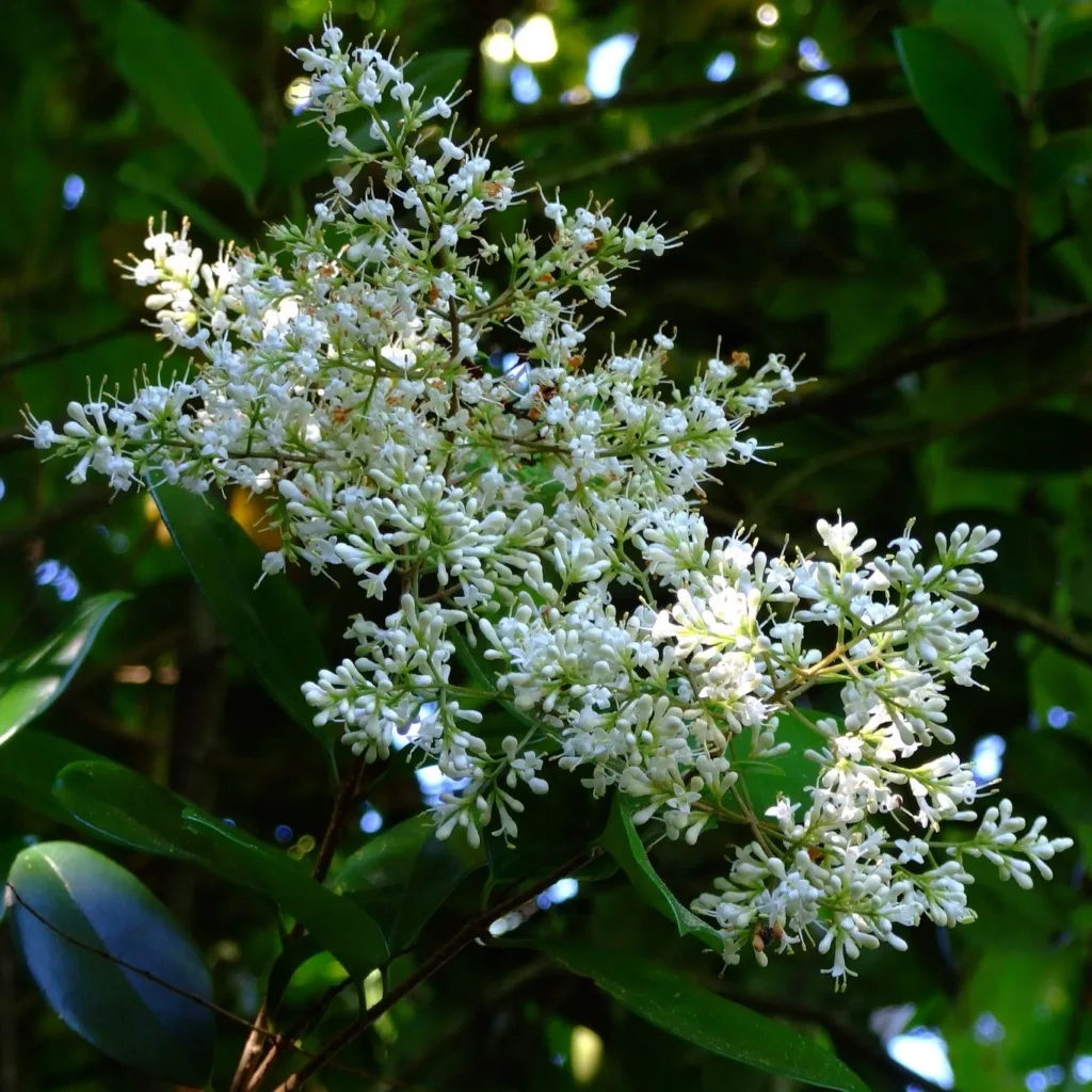 Ligustrum Vulgare