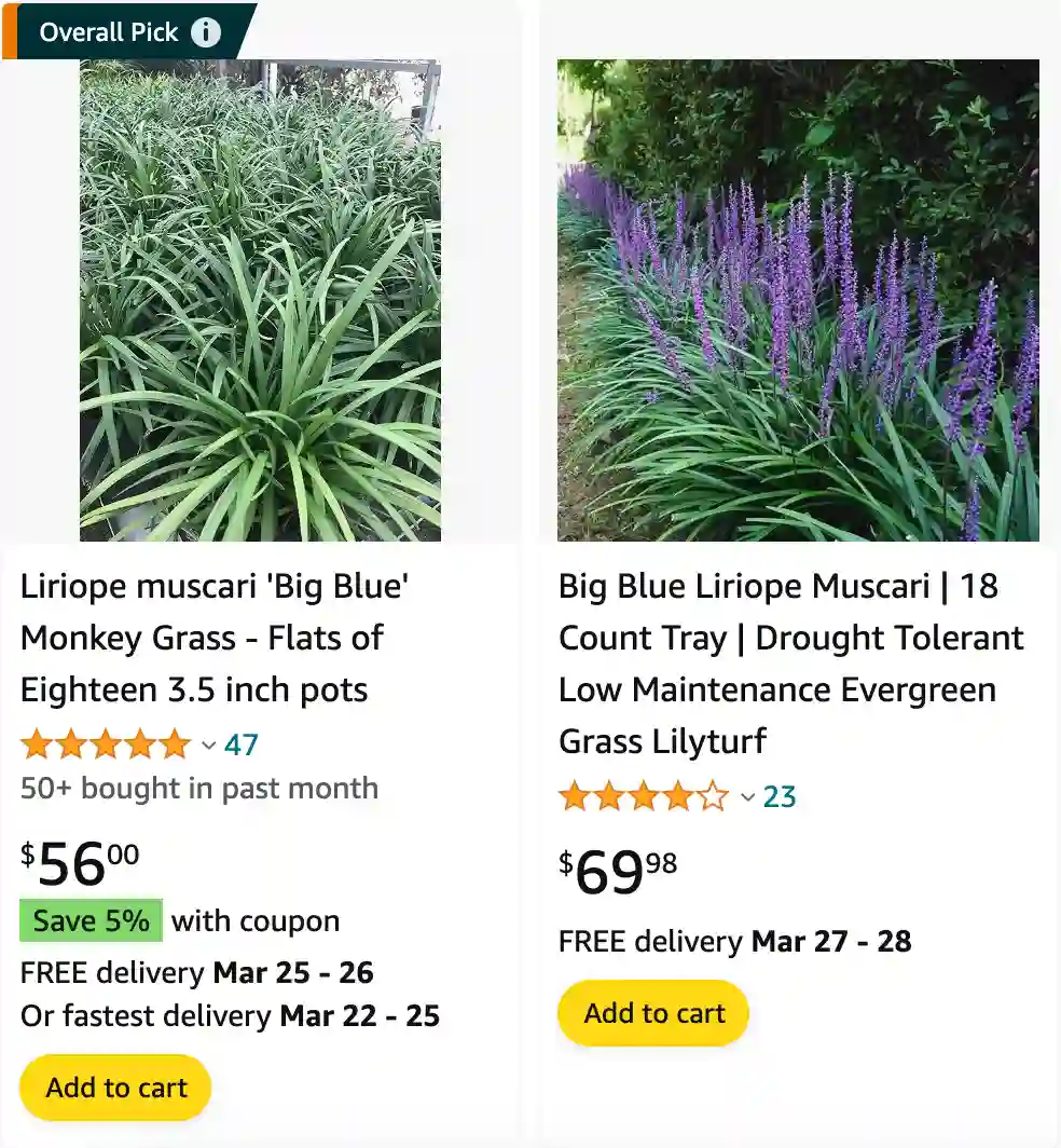 Liriope Big Blue | Monsteraholic