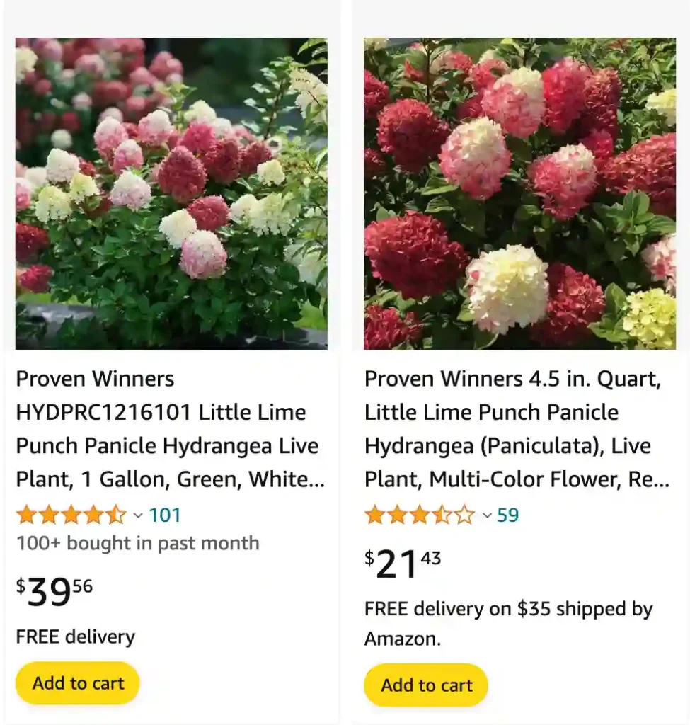 Little Lime Punch Hydrangea | Monsteraholic