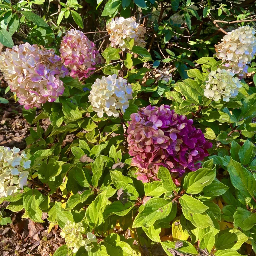 Little Lime Punch Hydrangea