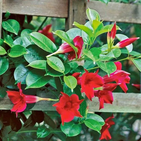 Mandevilla Trellis