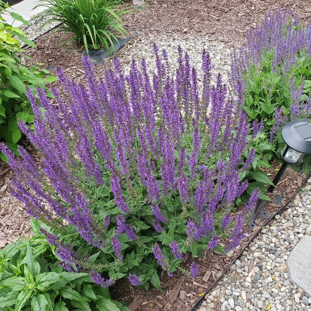 May Night Salvia