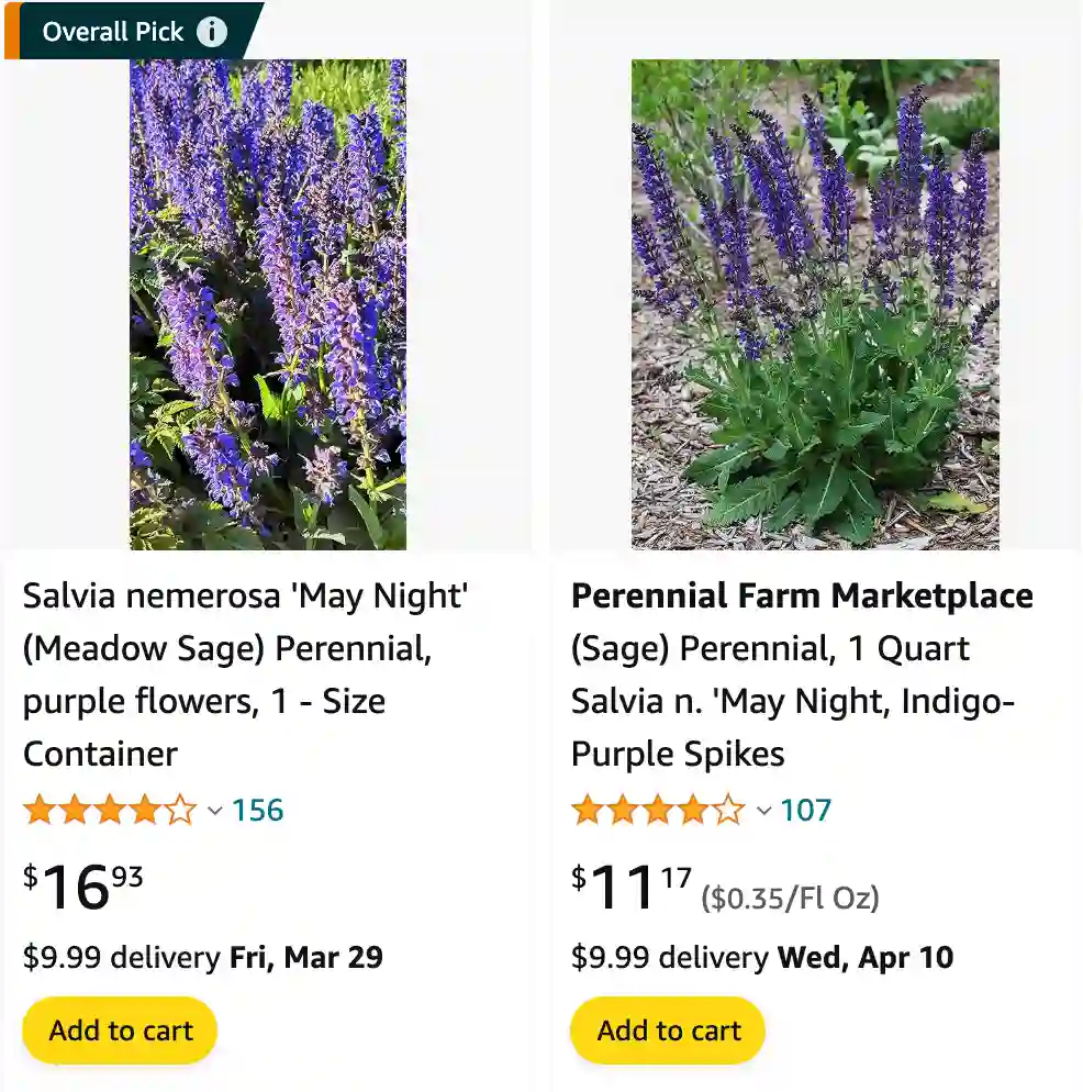 May Night Salvia | Monsteraholic