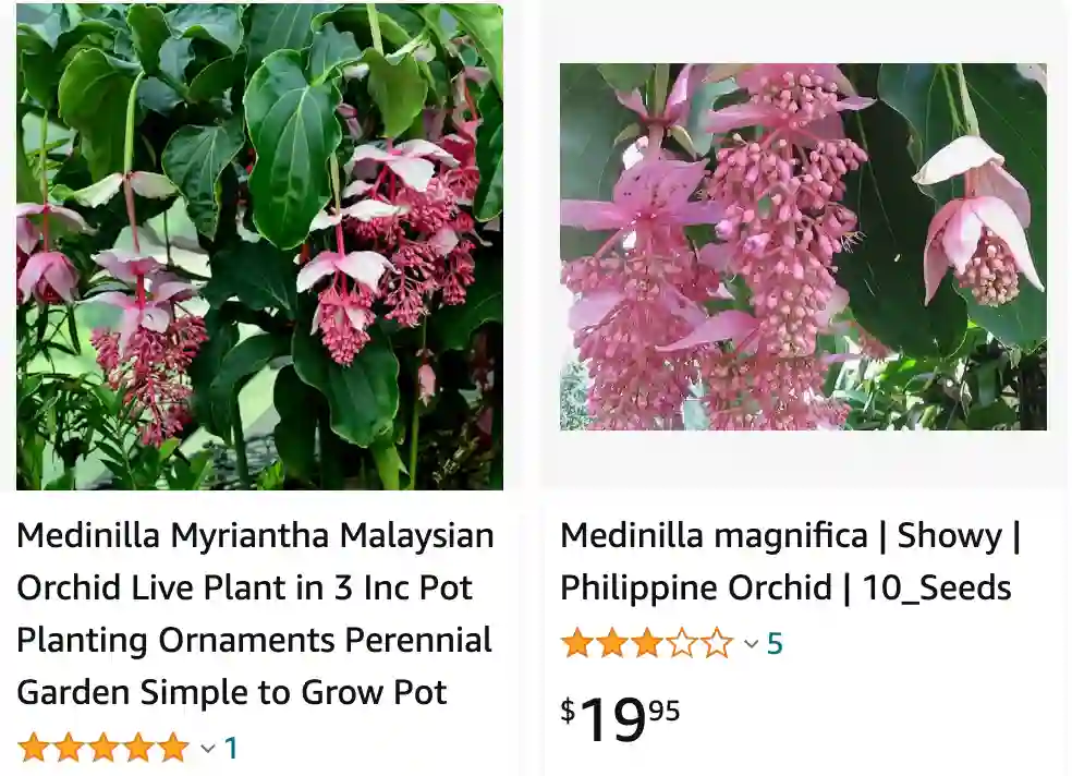 Medinilla Magnifica | Monsteraholic