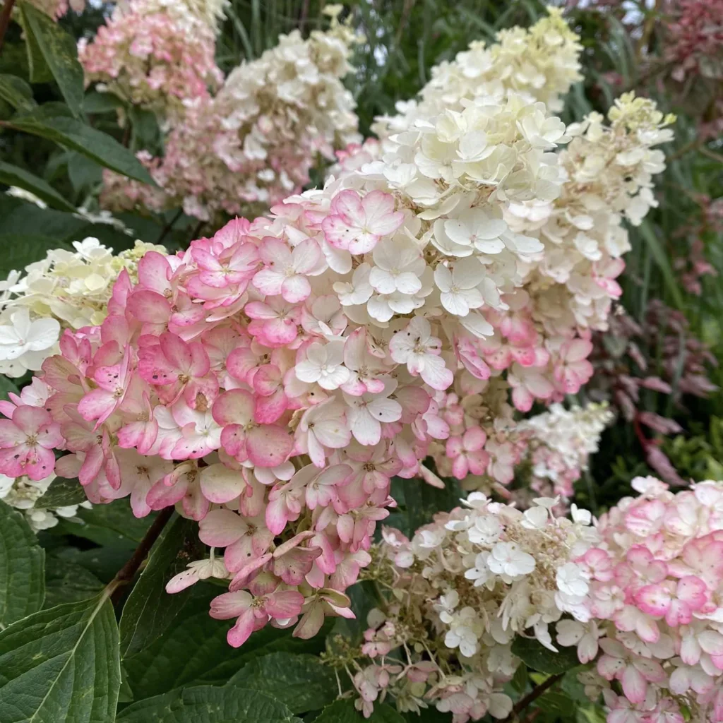 Pinky Winky Hydrangea