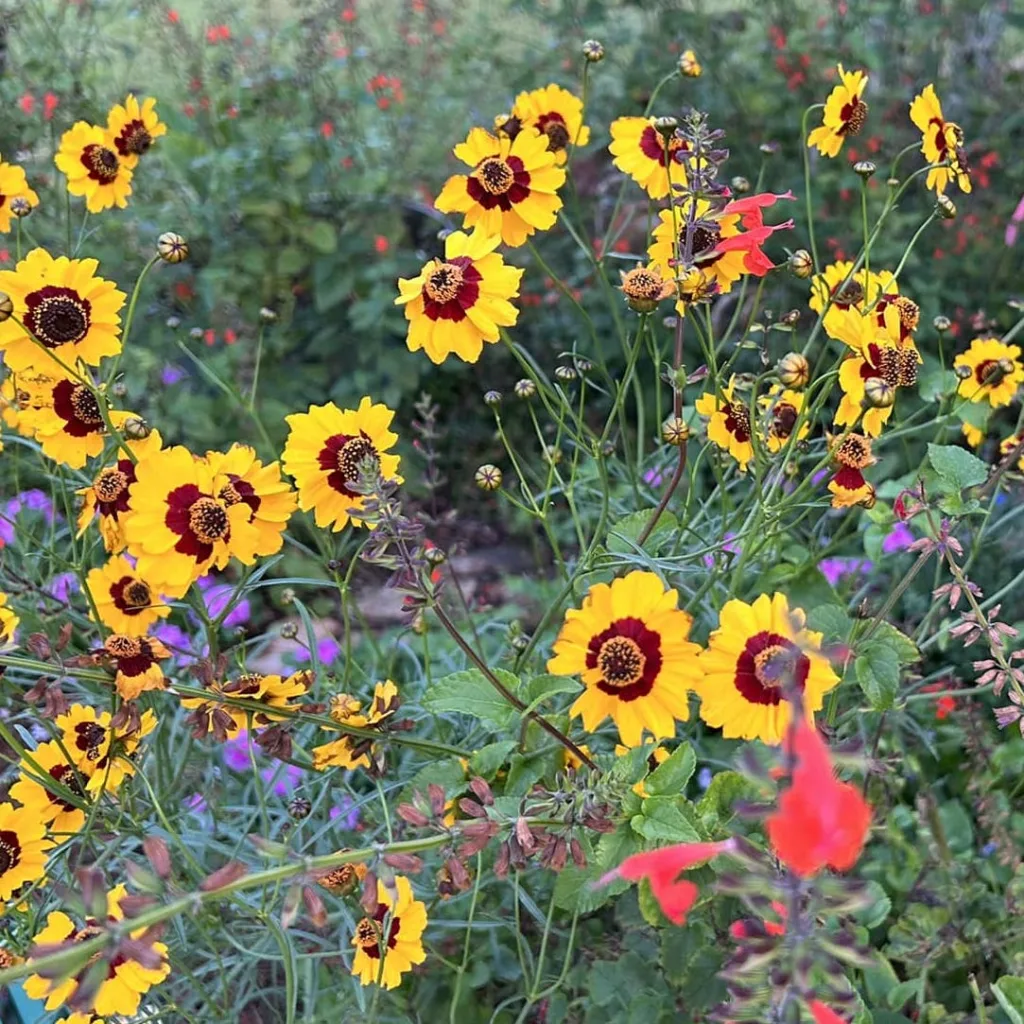 Plains Coreopsis