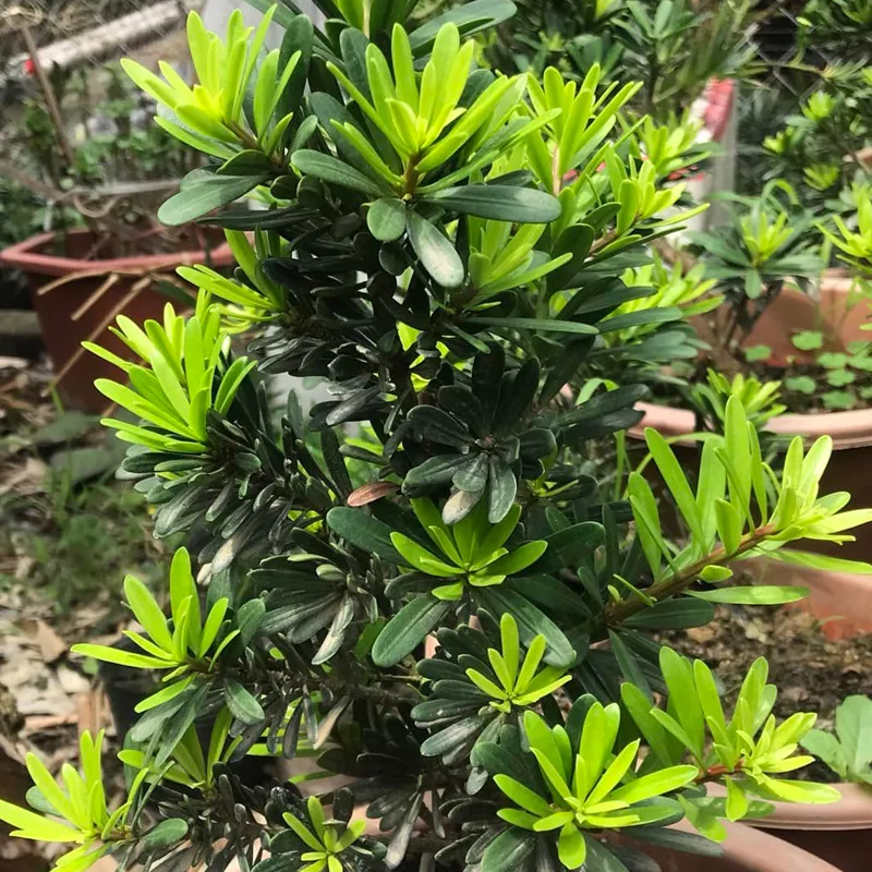 Podocarpus