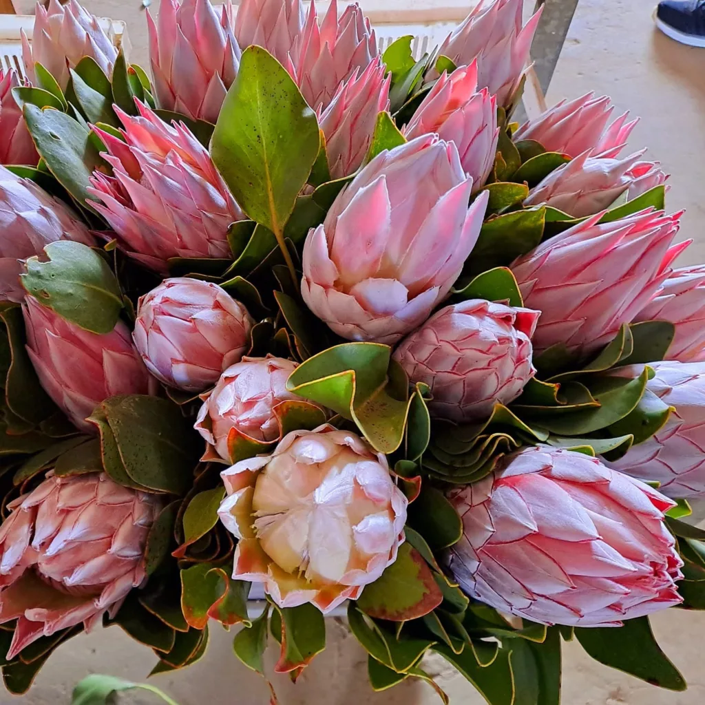 Protea Flower