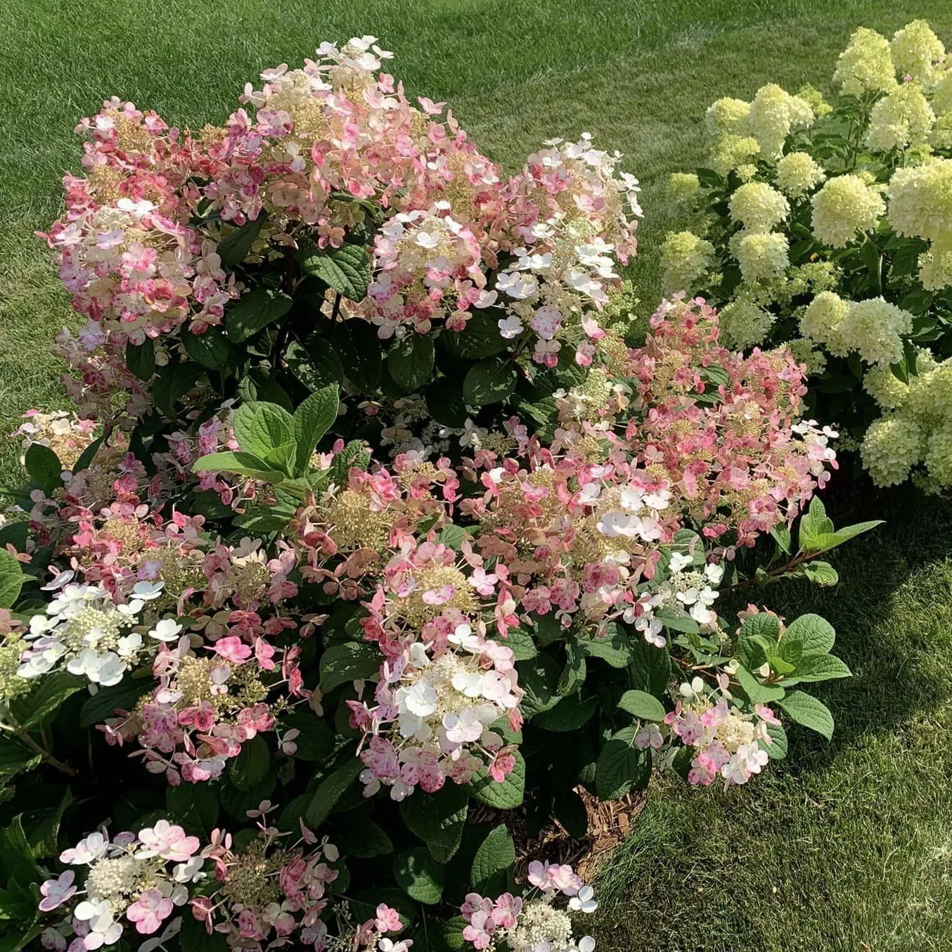 Plant FAQs Quick Fire Hydrangea