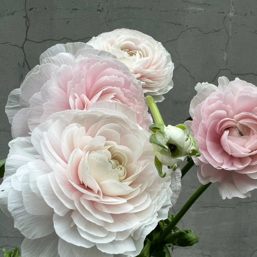 Ranunculus flower