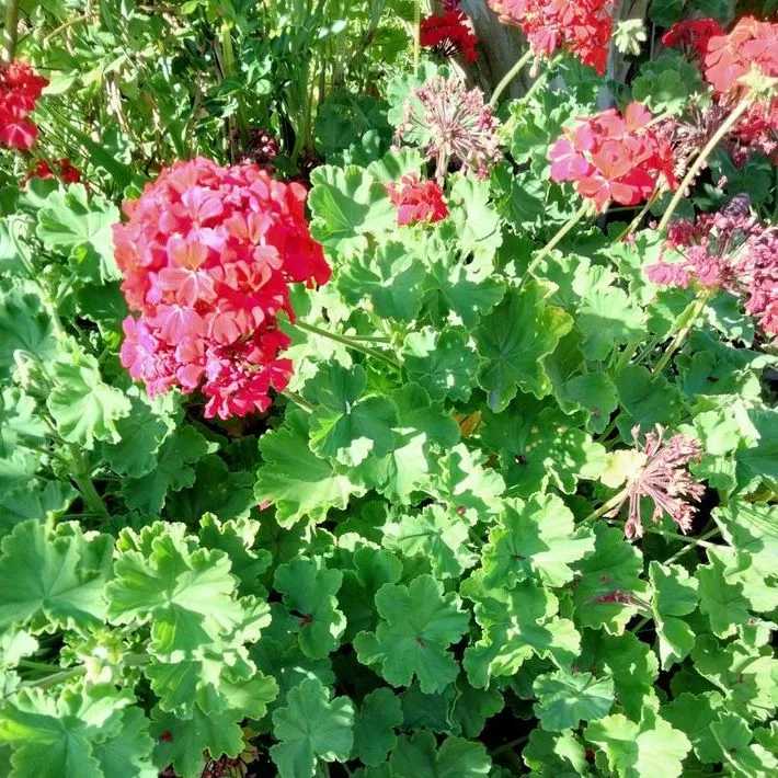 Red Geranium