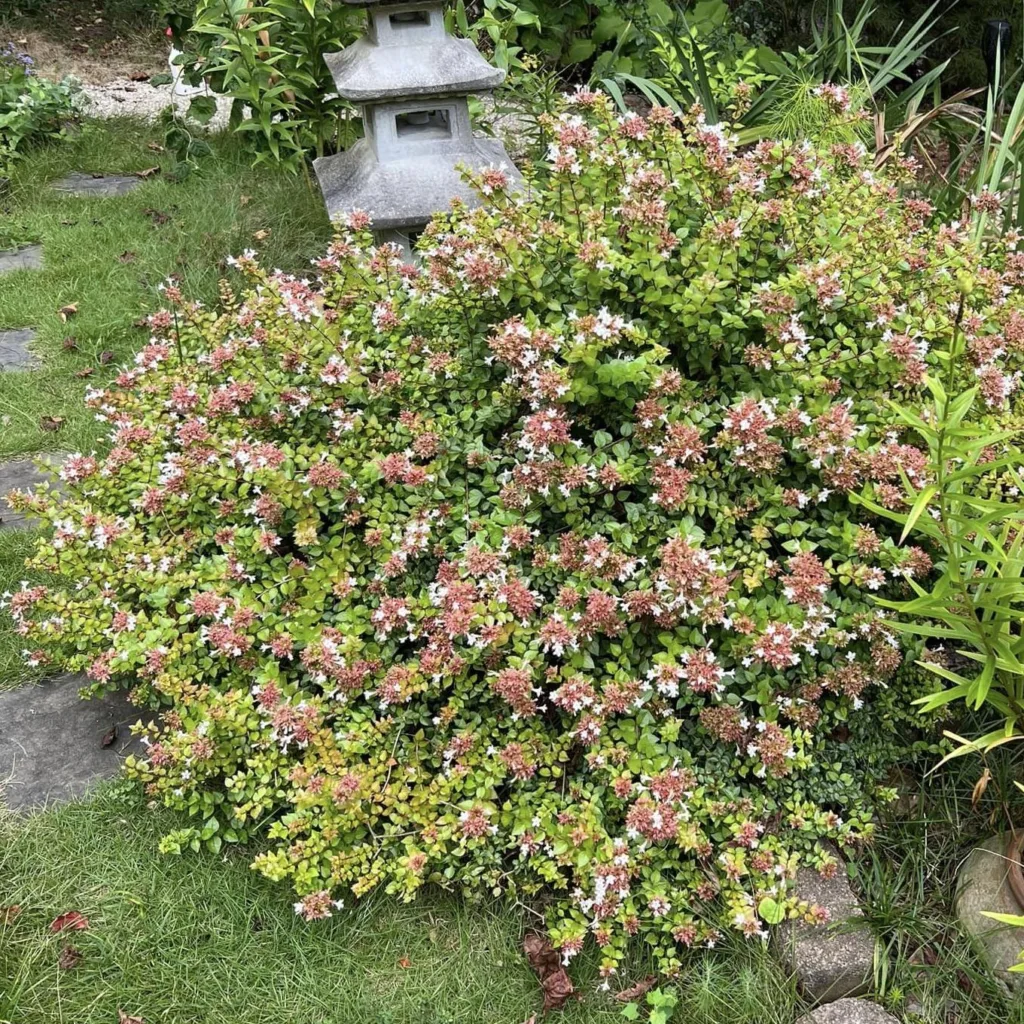 Rose Creek Abelia