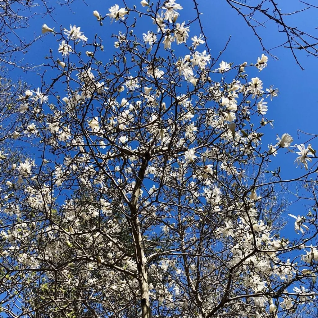 Royal Star Magnolia