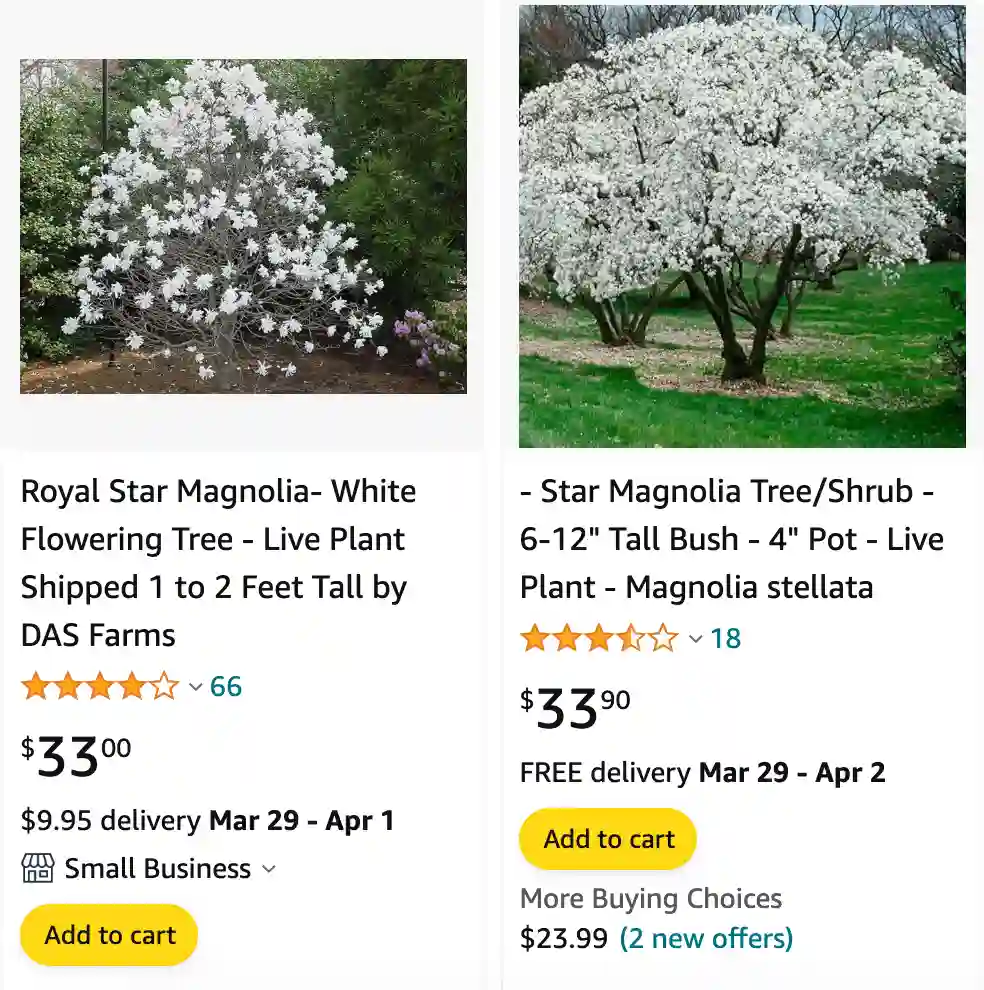 Royal Star Magnolia | Monsteraholic