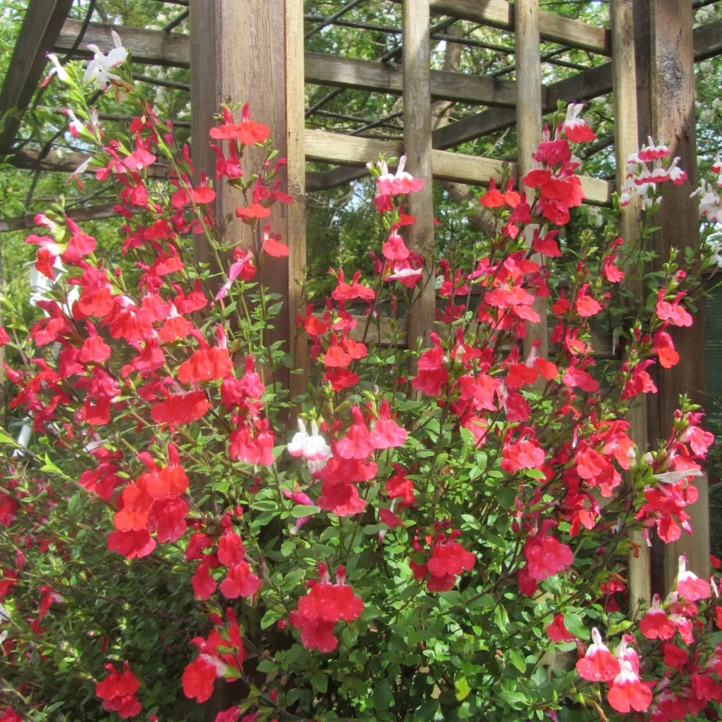 Salvia Hot Lips