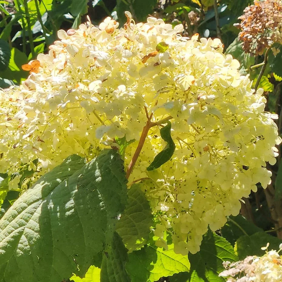 Smooth Hydrangea