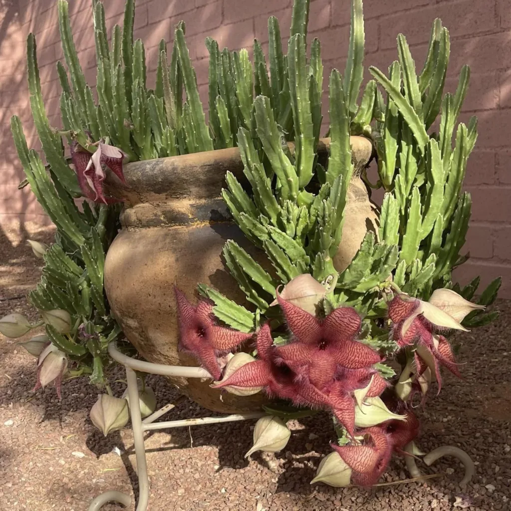 Stapelia Gigantea