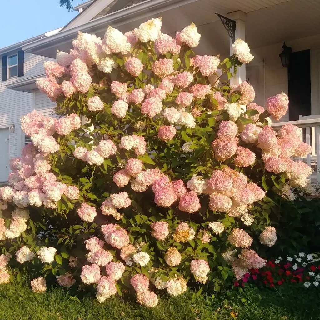 Strawberry Sundae Hydrangea