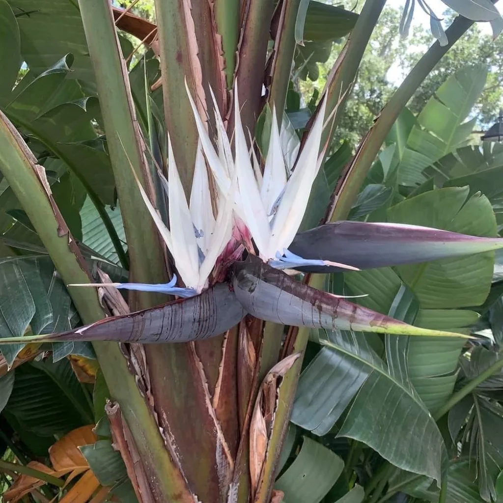 Strelitzia Nicolai