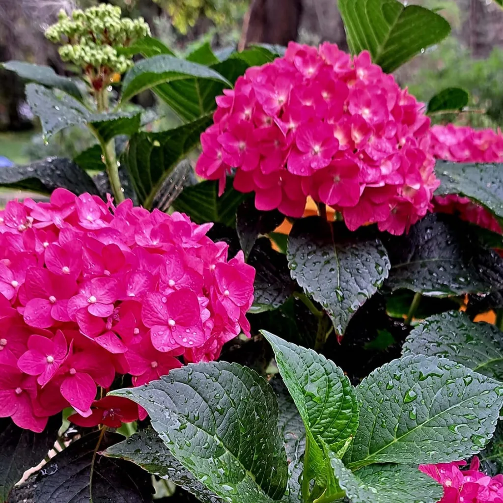 Summer Crush Hydrangea