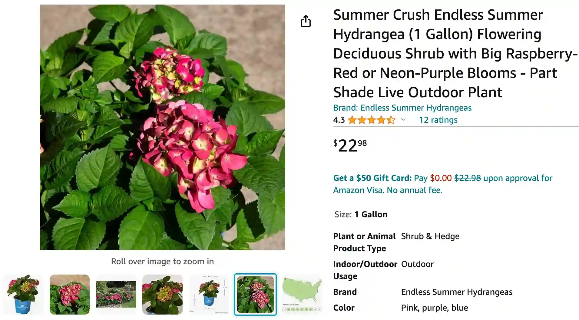 Summer Crush Hydrangea | Monsteraholic