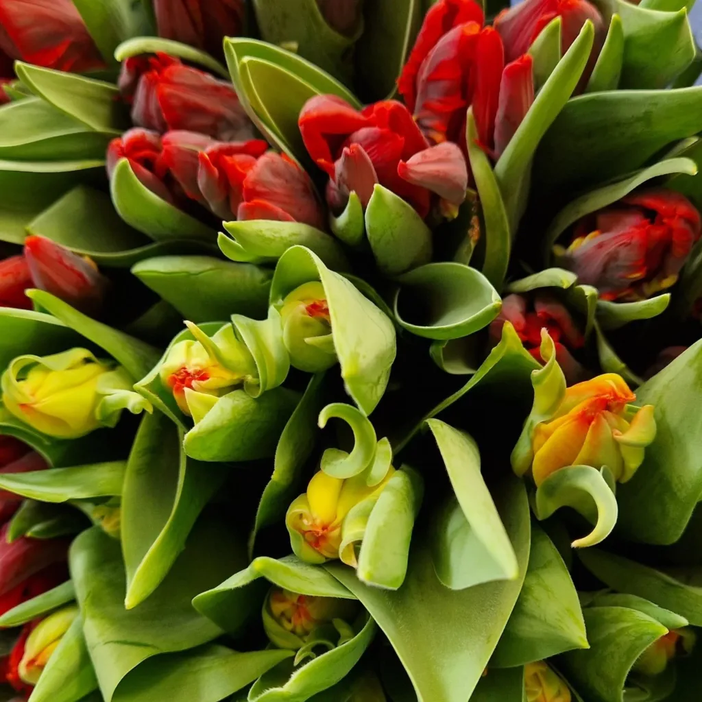 Tulipa Gesneriana