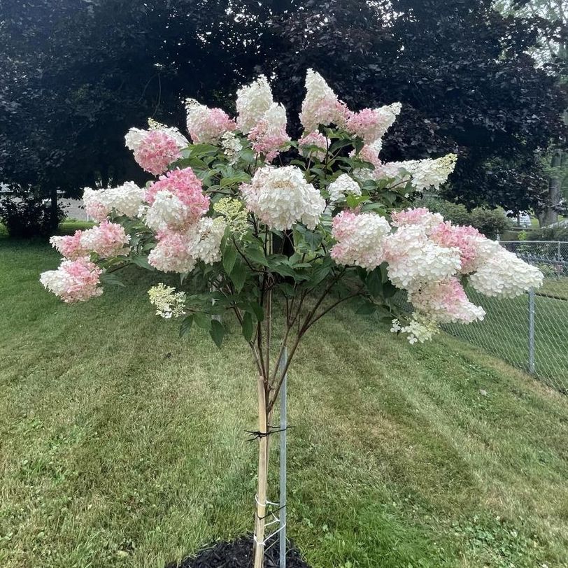 Vanilla Strawberry Hydrangea Tree