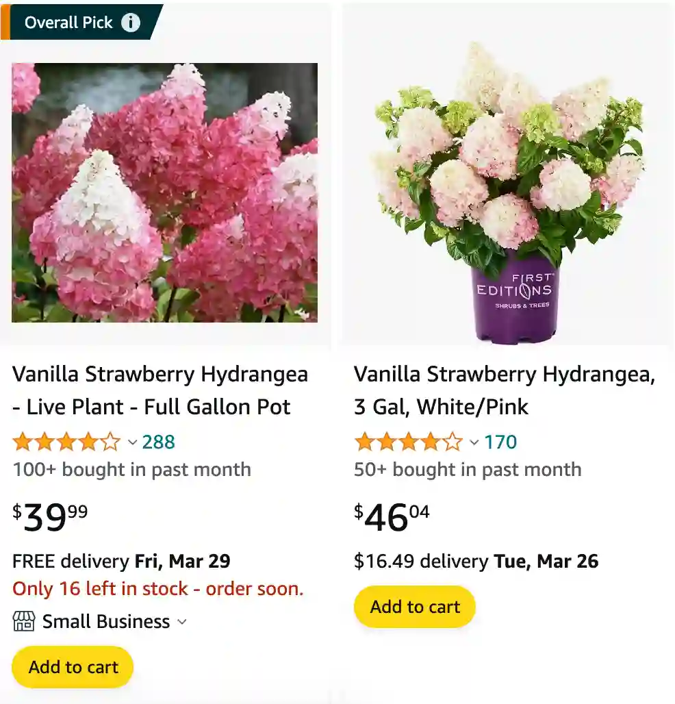 Vanilla Strawberry Hydrangea | Monsteraholic