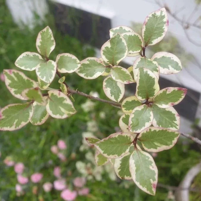 Variegated Pittosporum