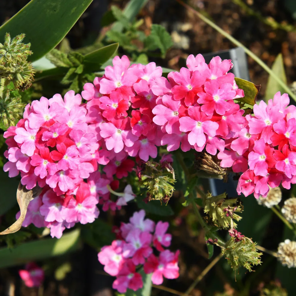 Plant FAQs: Verbena Hybrida