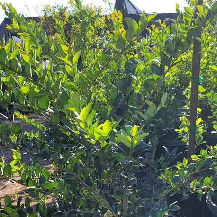 Wax Leaf Ligustrum