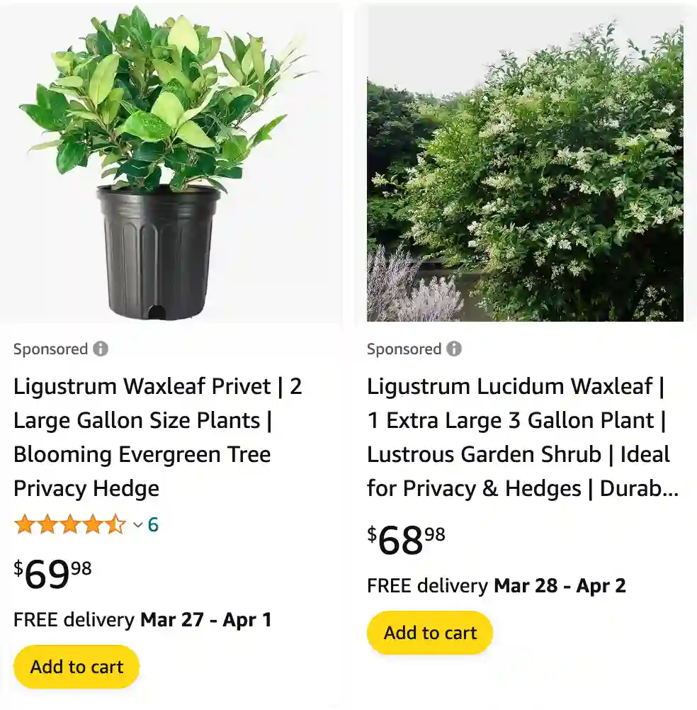 Wax Leaf Ligustrum | Monsteraholic